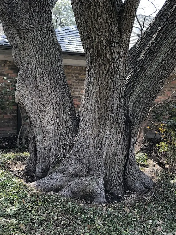 Mature heritage tree close to a Berkeley property cared for by certified arborists